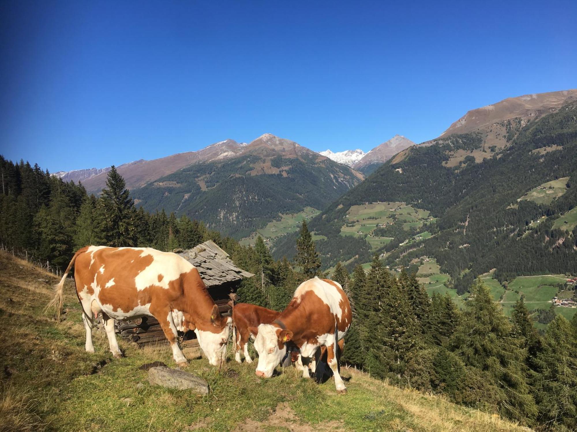 Ferienwohnung Suntinger Mörtschach 外观 照片